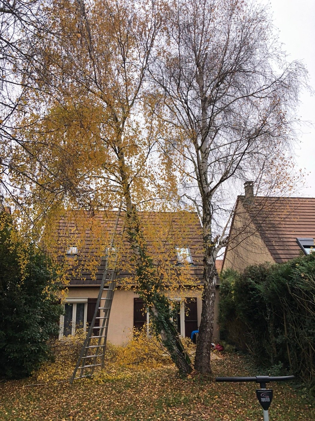Les arbres avant intervention